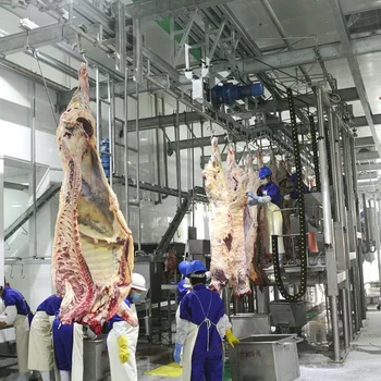 Smart Automatic Abattoir System For Halal Cow/cattle Slaughterhouse ...