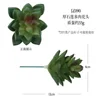 Jz090-thick echeveria