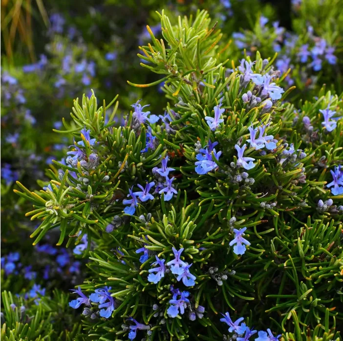 Dried Rosemary Whole Bulk Supply | Wholesale Manufacturer H4bc1221c9d1e4e2ea63313cac7ac92e5a