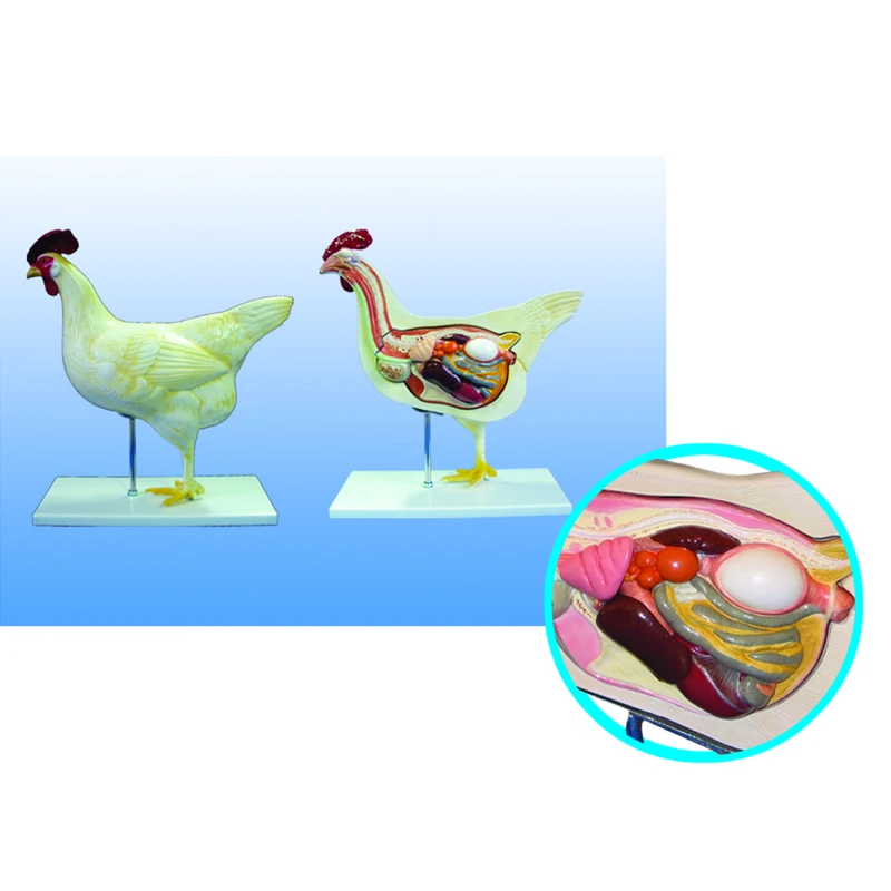 Modelos Anatómicos De Pollo Para Enseñanza De Anatomía Animal Médica (5  Partes) - Buy Modelos Anatómicos De Pollo,Modelos De Anatomía De Pollo,Modelos  Anatómicos Product on 