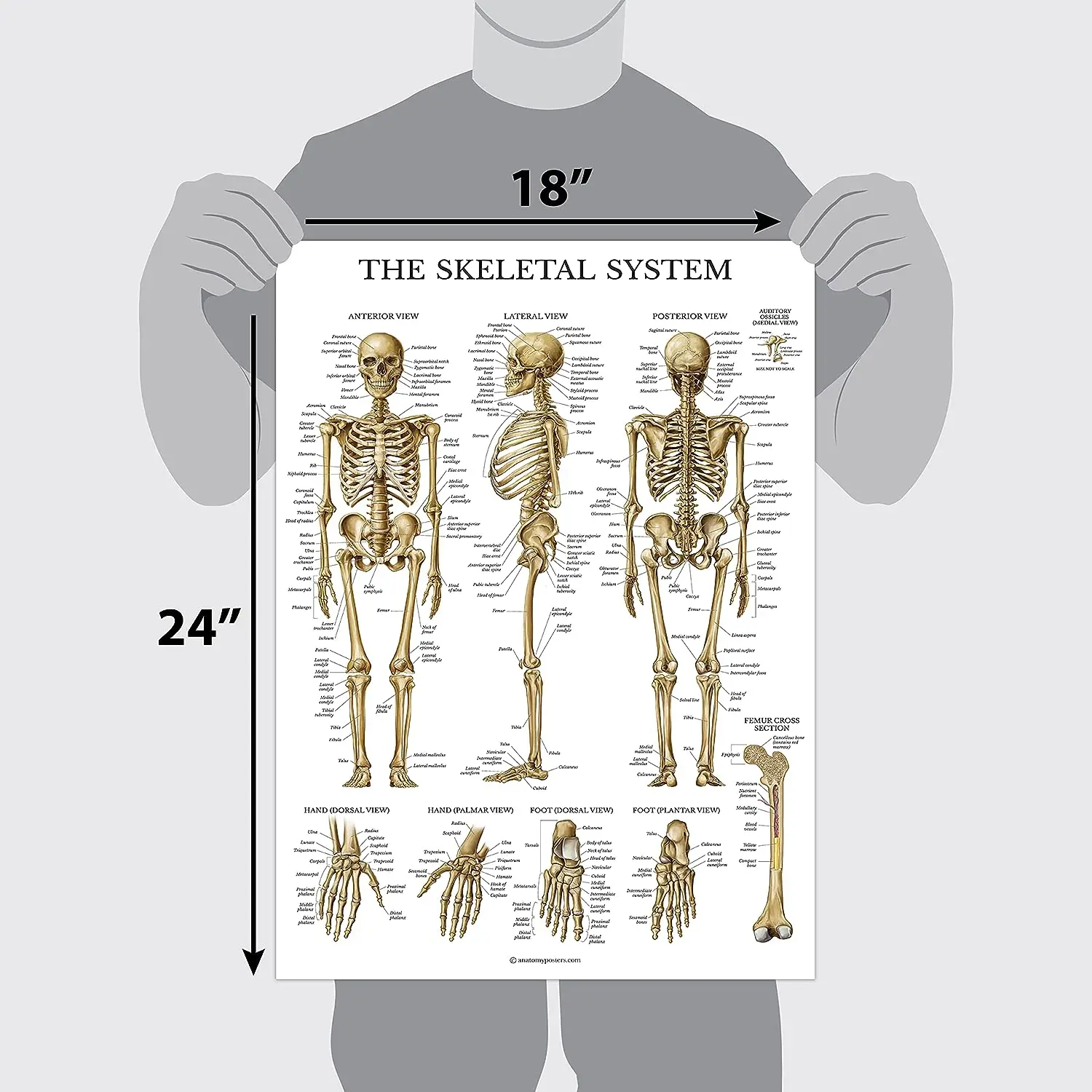 Education Poster Set English Medical Anatomy Hospital Classrooms School ...