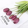 Pourpre