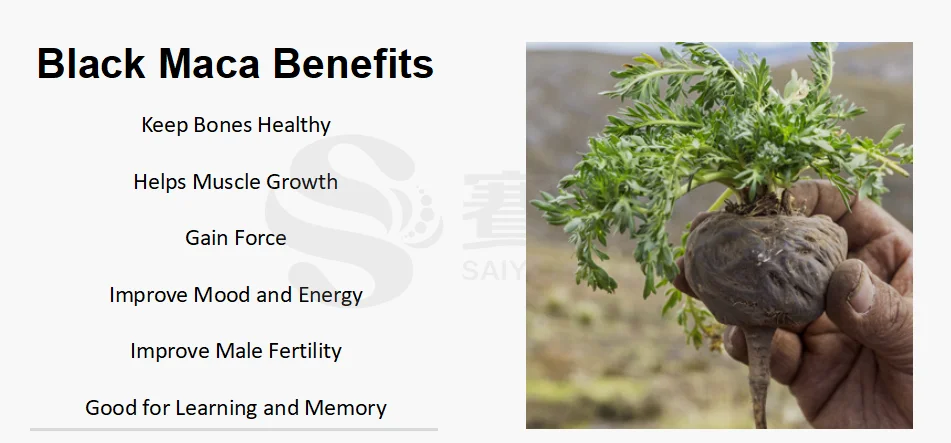 블랙 마카 뿌리 추출물 분말 건강 관리 보충제 순수한 블랙 마카 분말 6