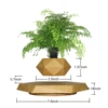 Base de madera con plantas que levitan