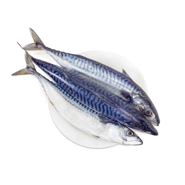 Замороженная Тихоокеанская скумбрия Scomber