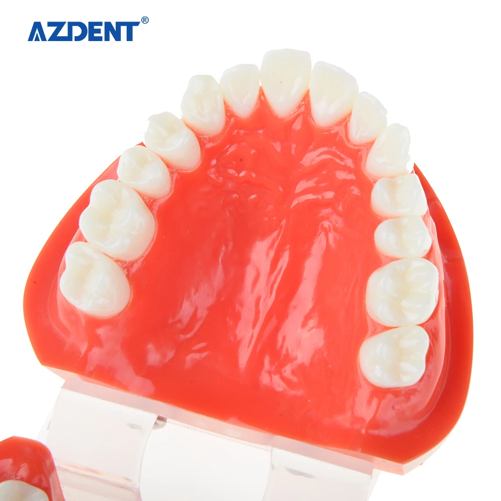 Высококачественная стандартная пластиковая Стоматологическая модель зубов
