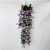 Viola
