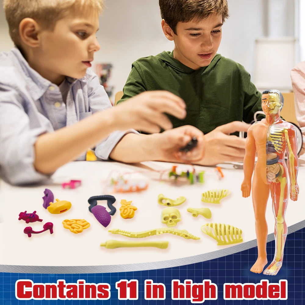 Human Skeleton Organs Model Removable Parts 3D Human Body Model Anatomy Model Skeleton Educational Science Toys for Kids