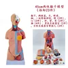 Torso hermafrodita de 45 cm, 23 piezas desmontables.