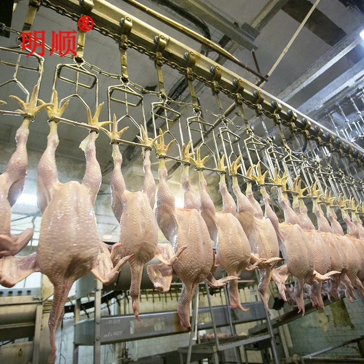Chicken Slaughter Machine  Small Poultry Slaughter Machine Plant  Pigeon Slaughtering Line
