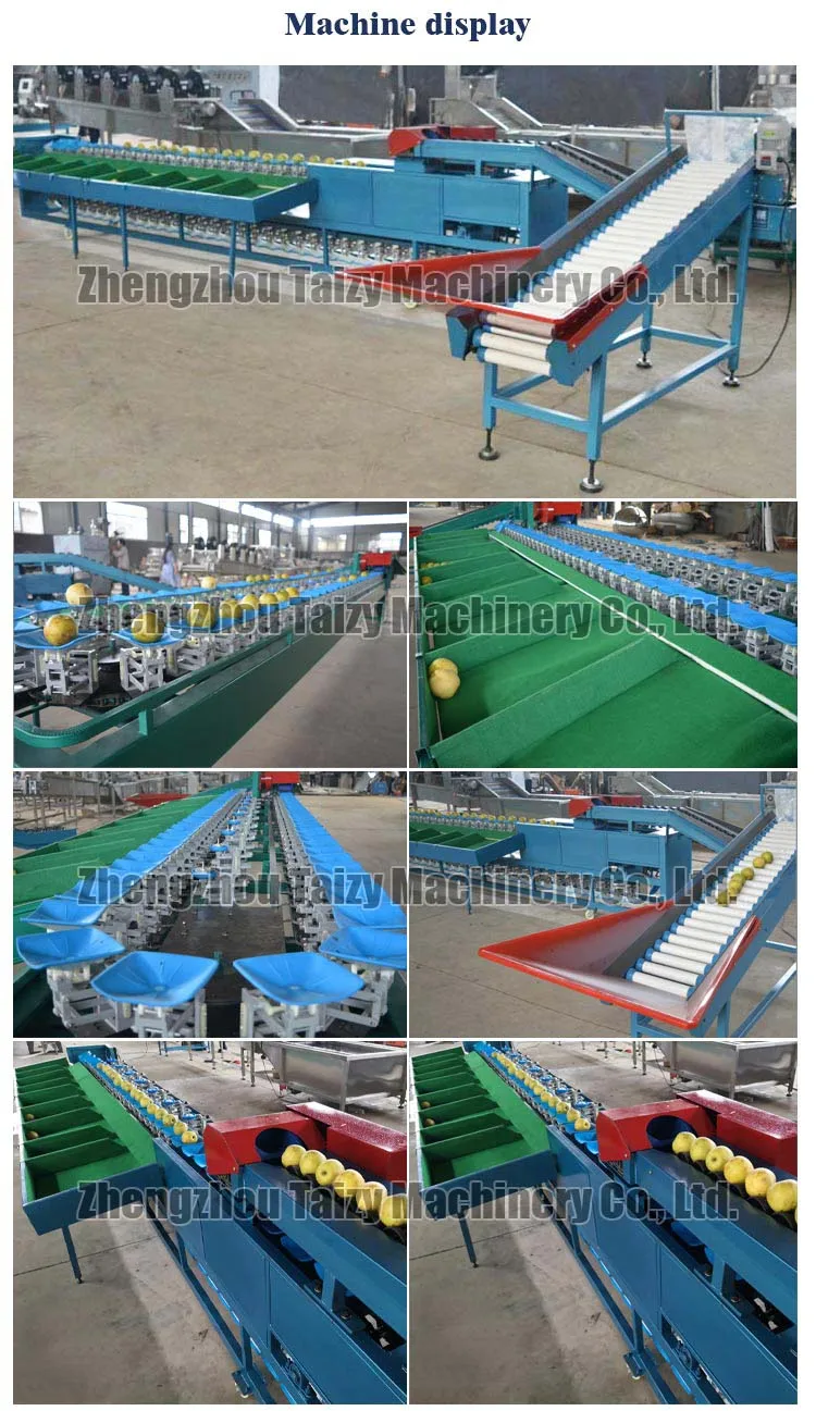 High Precision Mango Weighing Sorting Machine for Fruit Grading