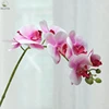 Noyau violet blanc