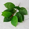 (Rubber tree short branches 18cm, light green)