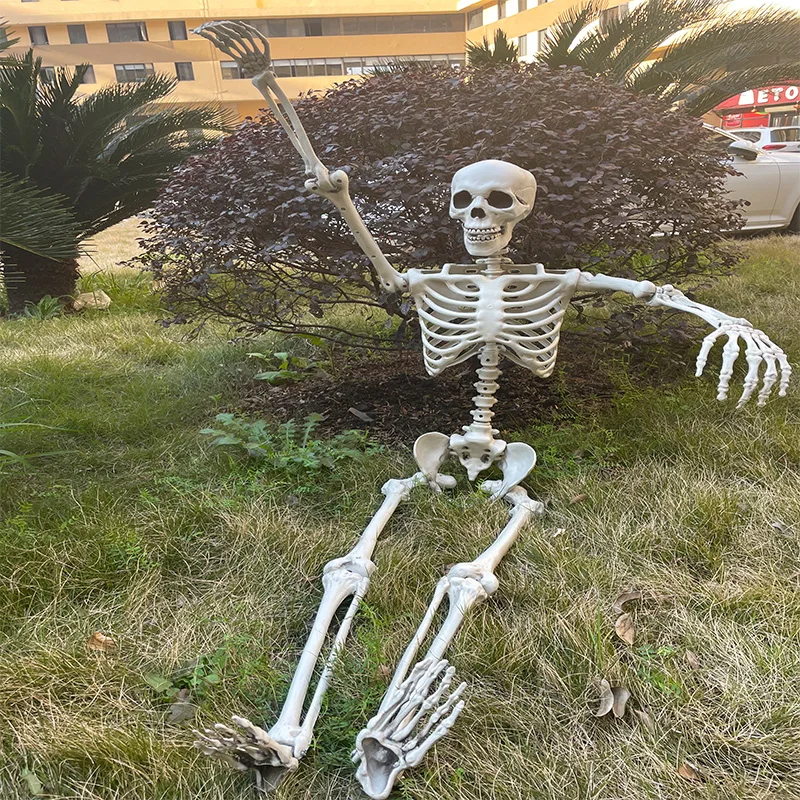 Halloween Skelett 165cm Lebensgröße - Bewegliche Gelenke Für Gruseldekoration | Indoor & Outdoor