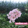 Criptovaluta rosa