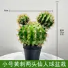Pequeño cactus de dos cabezas con espinas amarillas en maceta