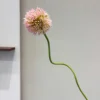 Échalotes rose clair