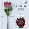 Single stem of Queen of the Night (Dark Red)