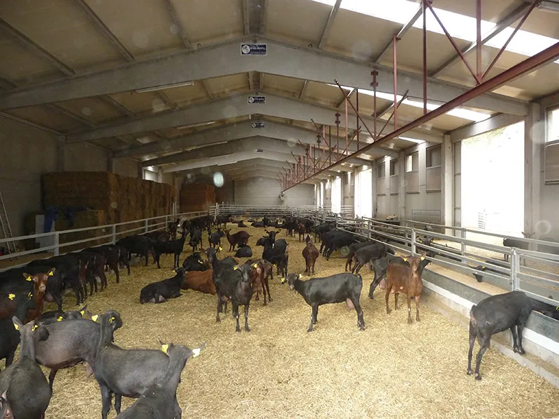 Metal Goat Farm Shed Design Steel Structure Sheep House Shelter