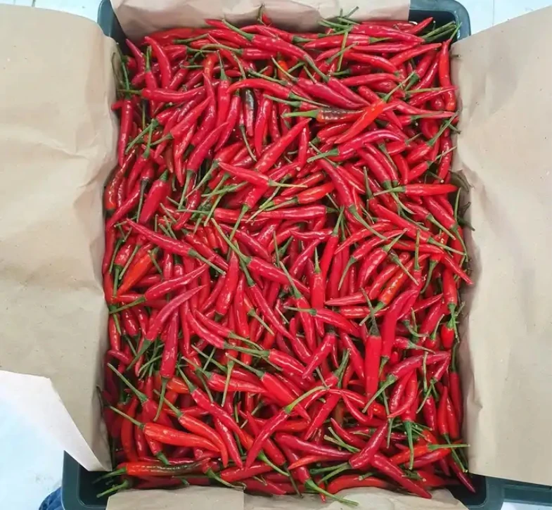 New Crops Er Jing Tiao Hot Spicy Fresh Red Chili Pepper Hot Flavor Hot