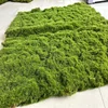 Green-04