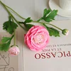 Rose red