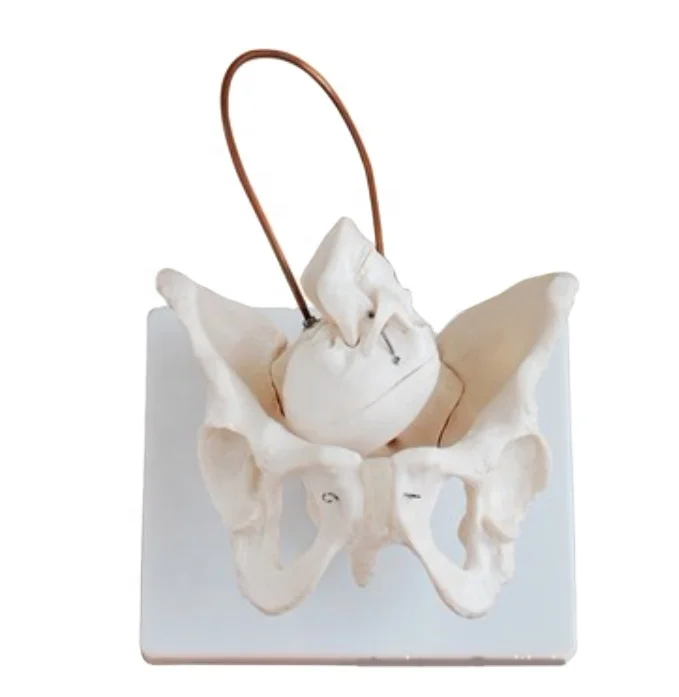 Female Pelvis Anatomic Model with Fetal Skull Midwifery Bone Model