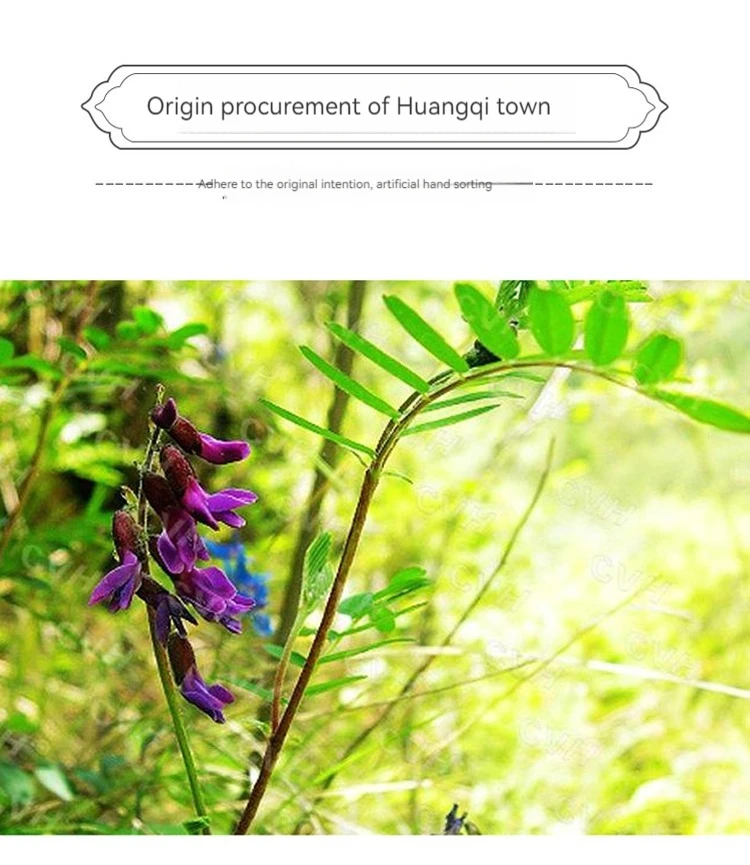 Wholesale Factory High Quality Dry Astragalus Root Chinese Medicine