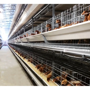 Full Automatic Poultry Farming Chicken Feeder Line H Type Chicken Cage for 15000 Chicken