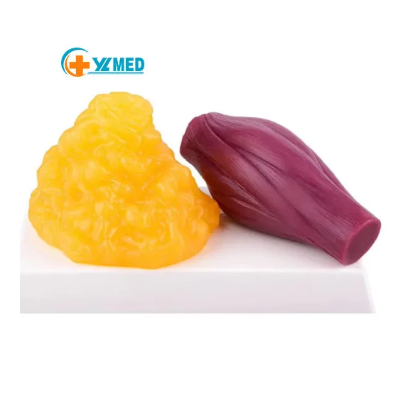 Medical Science Artificial Soft Lbs Fat Model and Human Muscle Model for Anatomy and Physiology Students CE/ISO