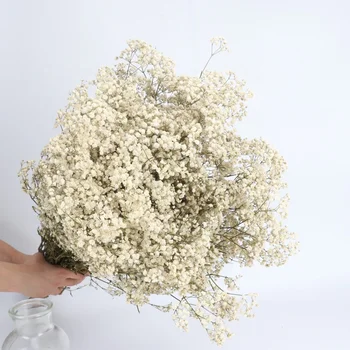 Gypsophila Bouquet Preserved Babys Breath Flowers White Color Dried ...