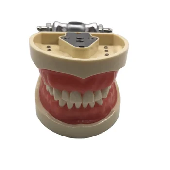 M8012 Replaceable Standard Teeth Model 32PCS  Nissin Teeth Models