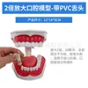 2x magnified oral cavity - detachable tongue