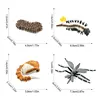 Cycle de croissance des moustiques 2410-32g