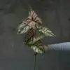 #2 Colocasia Foglia Verde Bianco