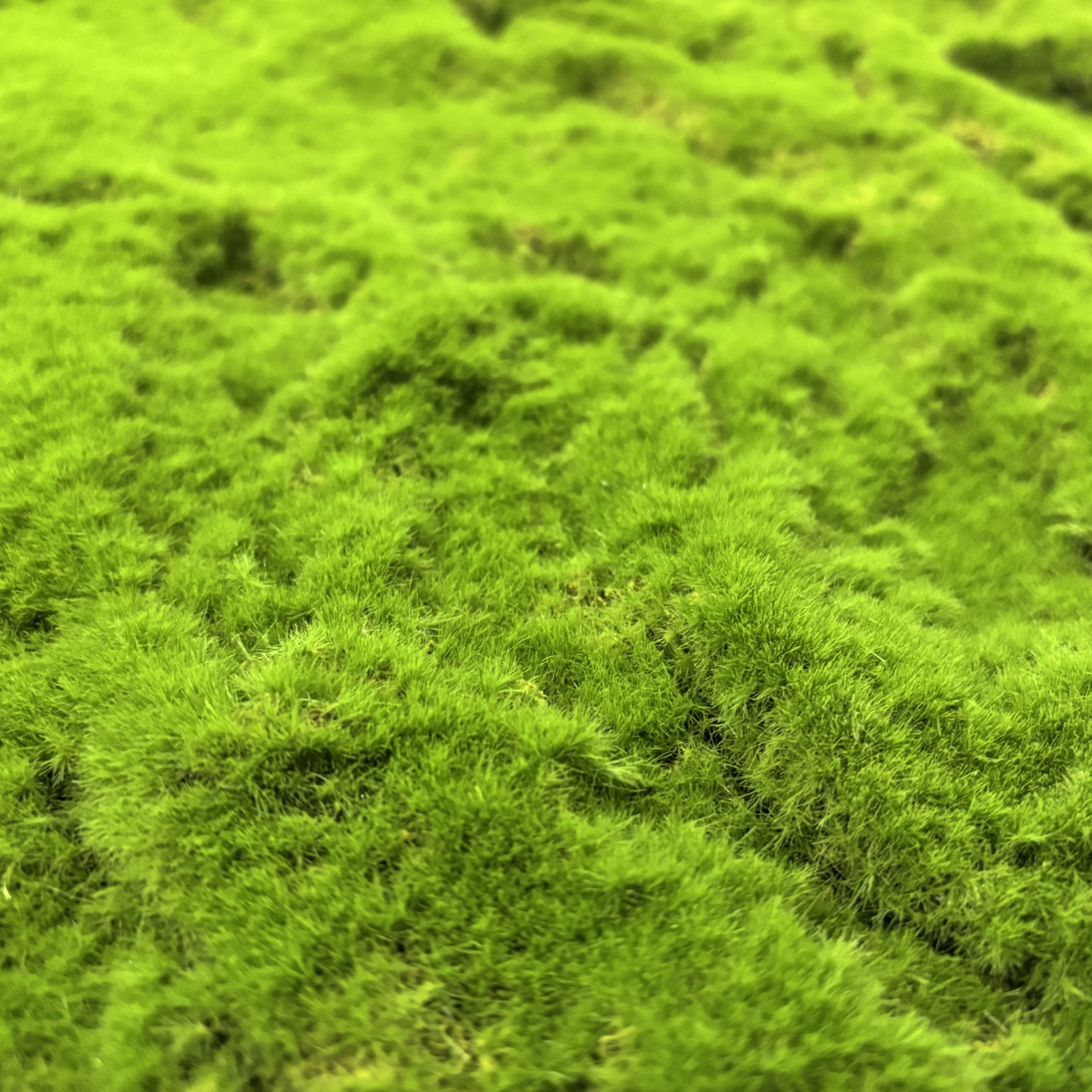 Прямая оптовая продажа искусственный зеленый моховой ковер мох свард для украшения стен дома и сада