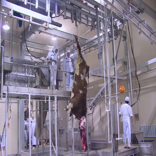 Automatic and efficient cow slaughtering production line equipment for modern slaughterhouses for cattle, sheep, chicken and pigs