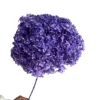 violeta