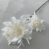 Blanc, Lotus des neiges alpin