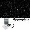 Black-Gypsophila