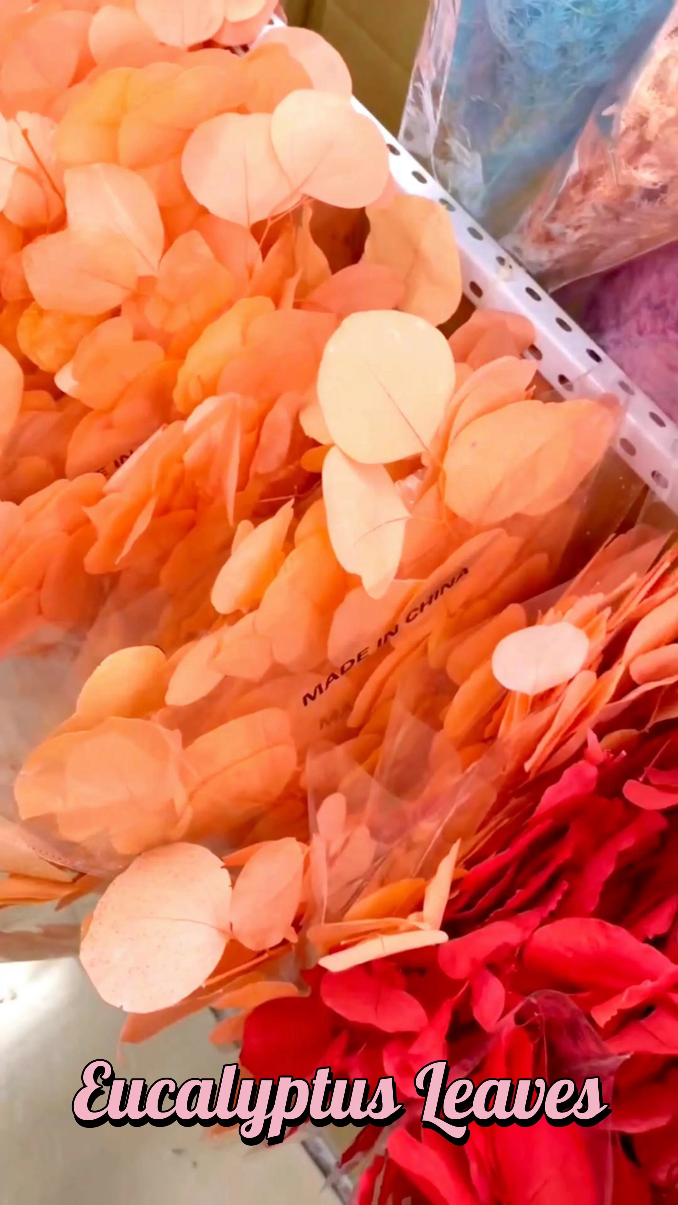 Natural Dried Plants And Flowers Preserved Foliage Eucalyptus Leaves