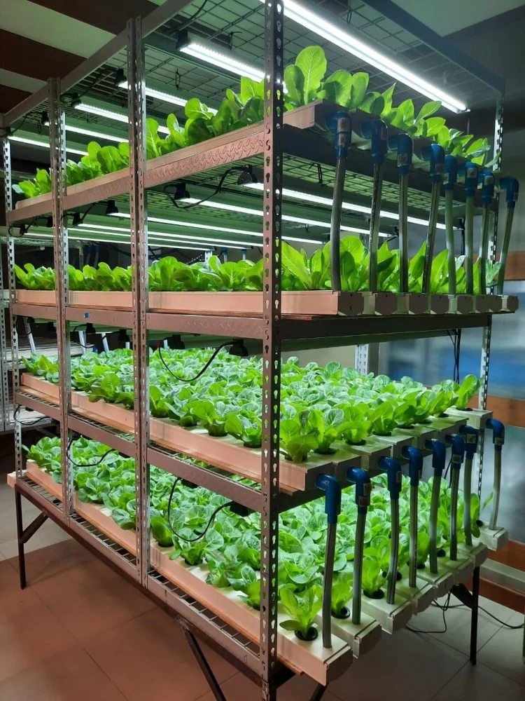 Hydroponic Planting