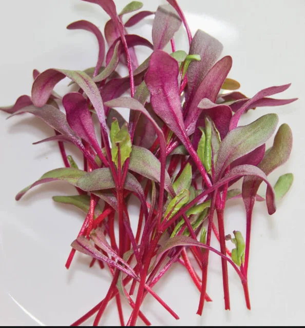 2020 wholesale micro greens beet vegetables seeds