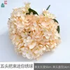 Five-headed mini hydrangea WZT champagne color