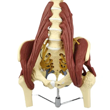 Hanging Muscle Lumbar Model Medical Model With Muscle Tissue And Nerve Intervertebral Disc Pelvic Muscle Model