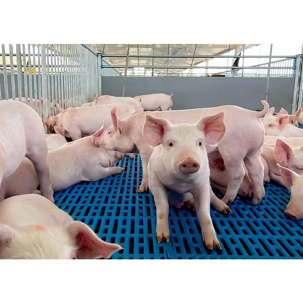 Factory Direct Sales of High Quality Pig Farming Equipment Durable Plastic Slat Floor for Pig