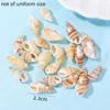 Conchas de caracola beige (varios tamaños)