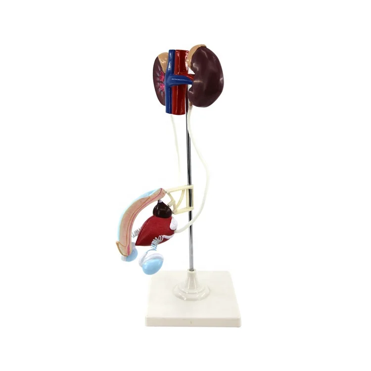 Human Urinary System Model Anatomical Model Male Urinary System