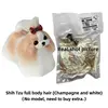 Pelo de cuerpo completo de Shih Tzu (champán y blanco)
