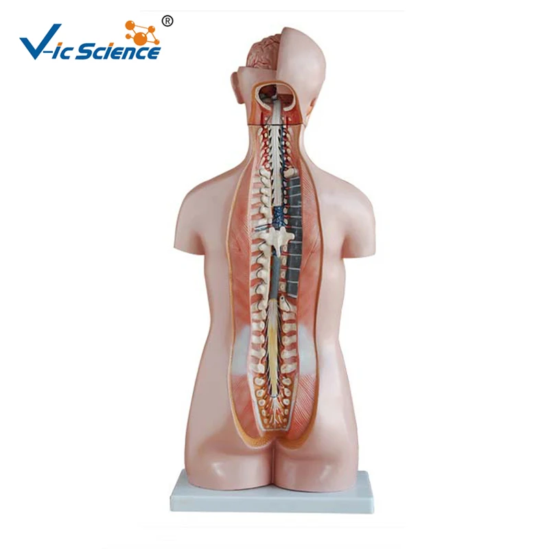 85cm Sexless Anatomical Mannequin - 20 Parts Torso Model